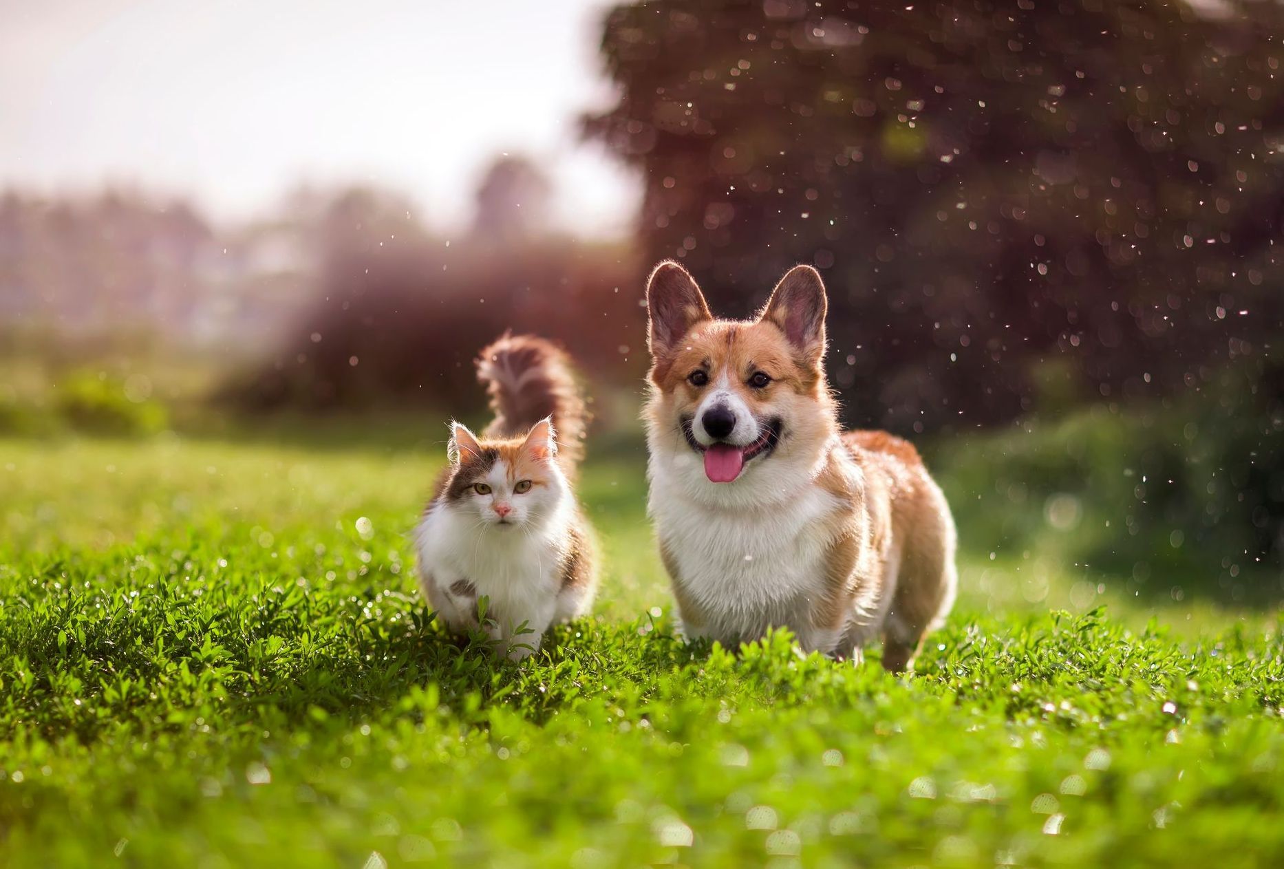 Un chien de type corgi et un chat sur du gazon