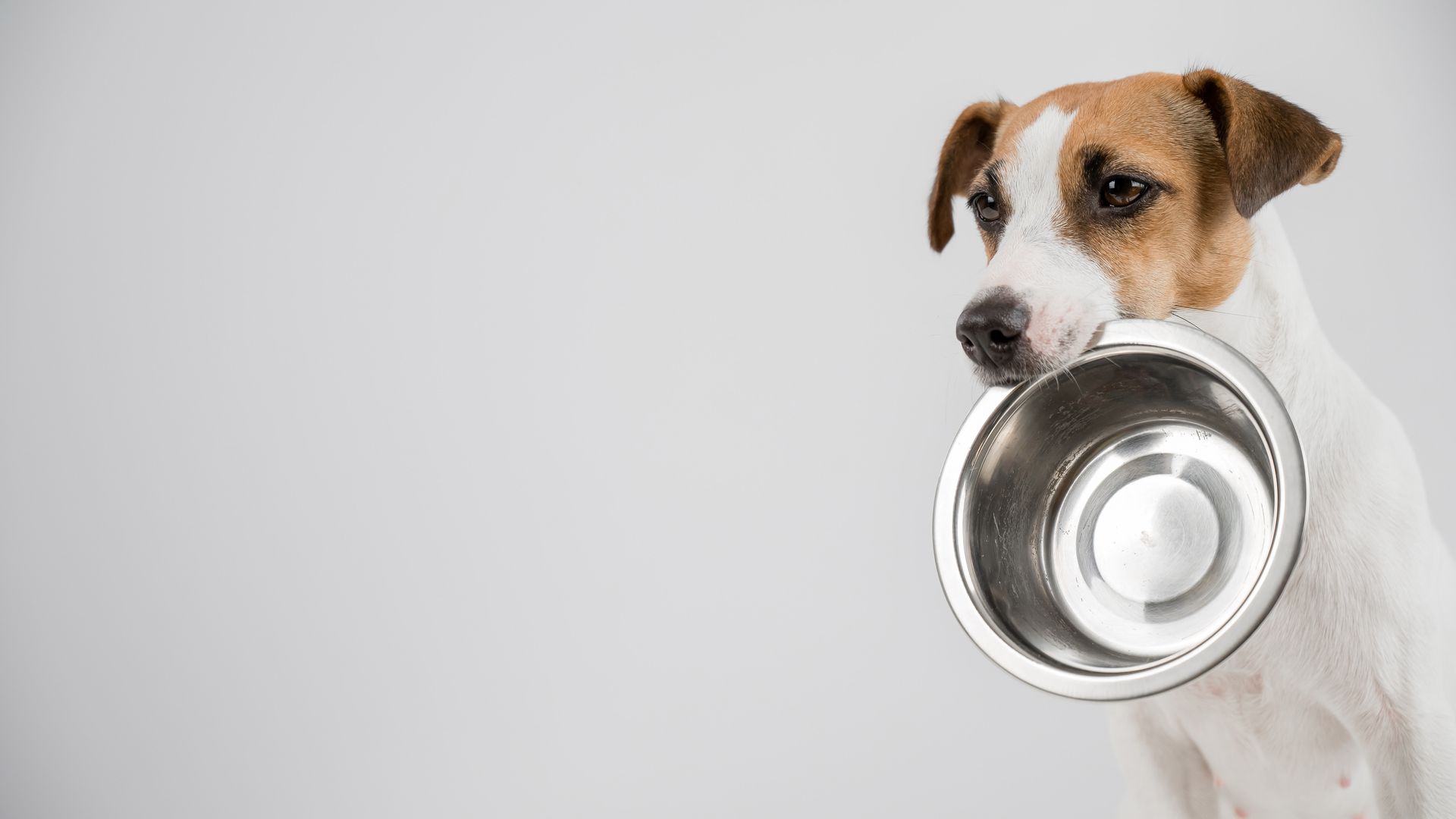 Un chien tient son bol dans sa gueule