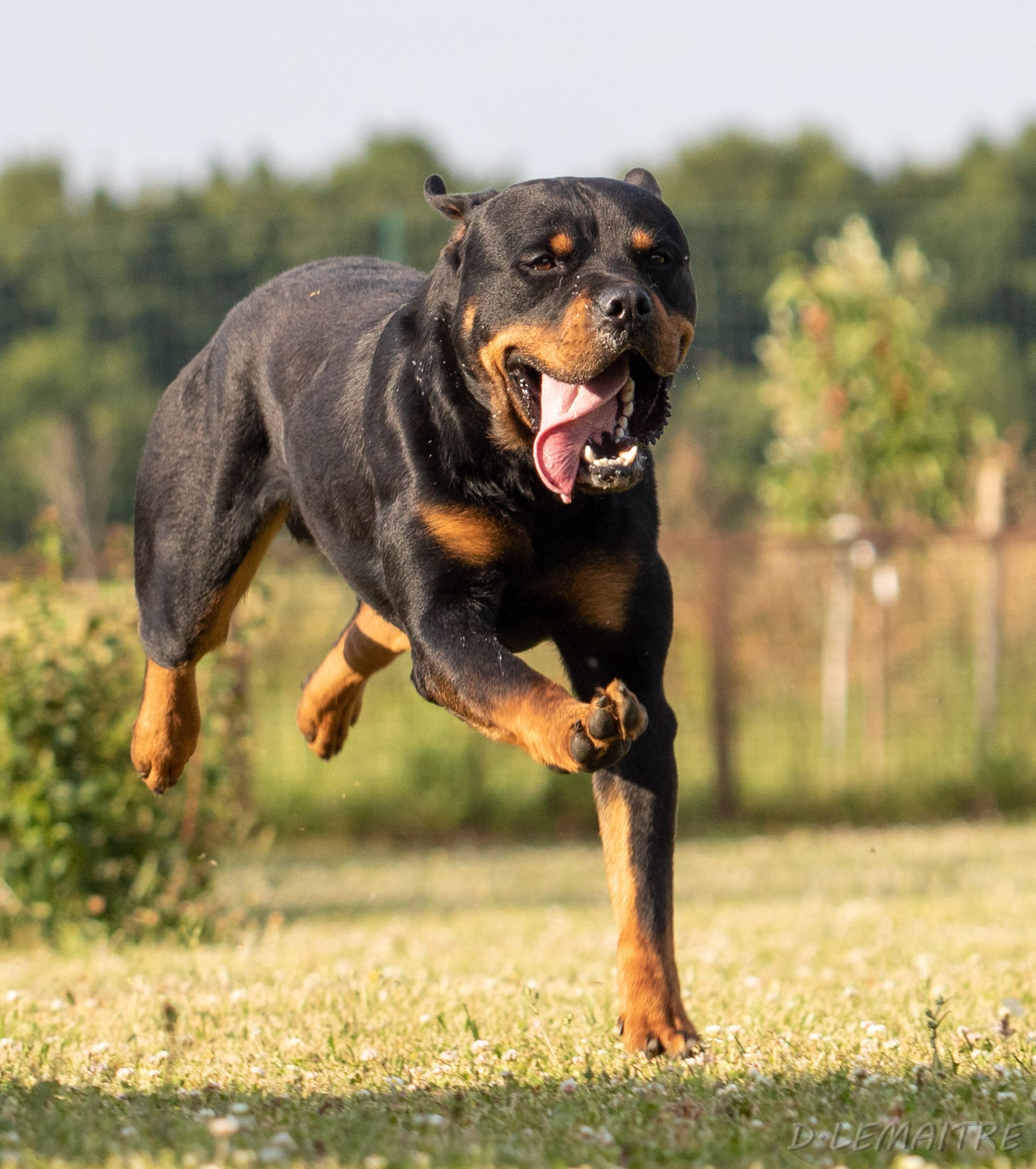Chien Rottweiler courant sur l'herbe verte, la gueule ouverte, la langue sortie, fourrure noire avec des marques feu.