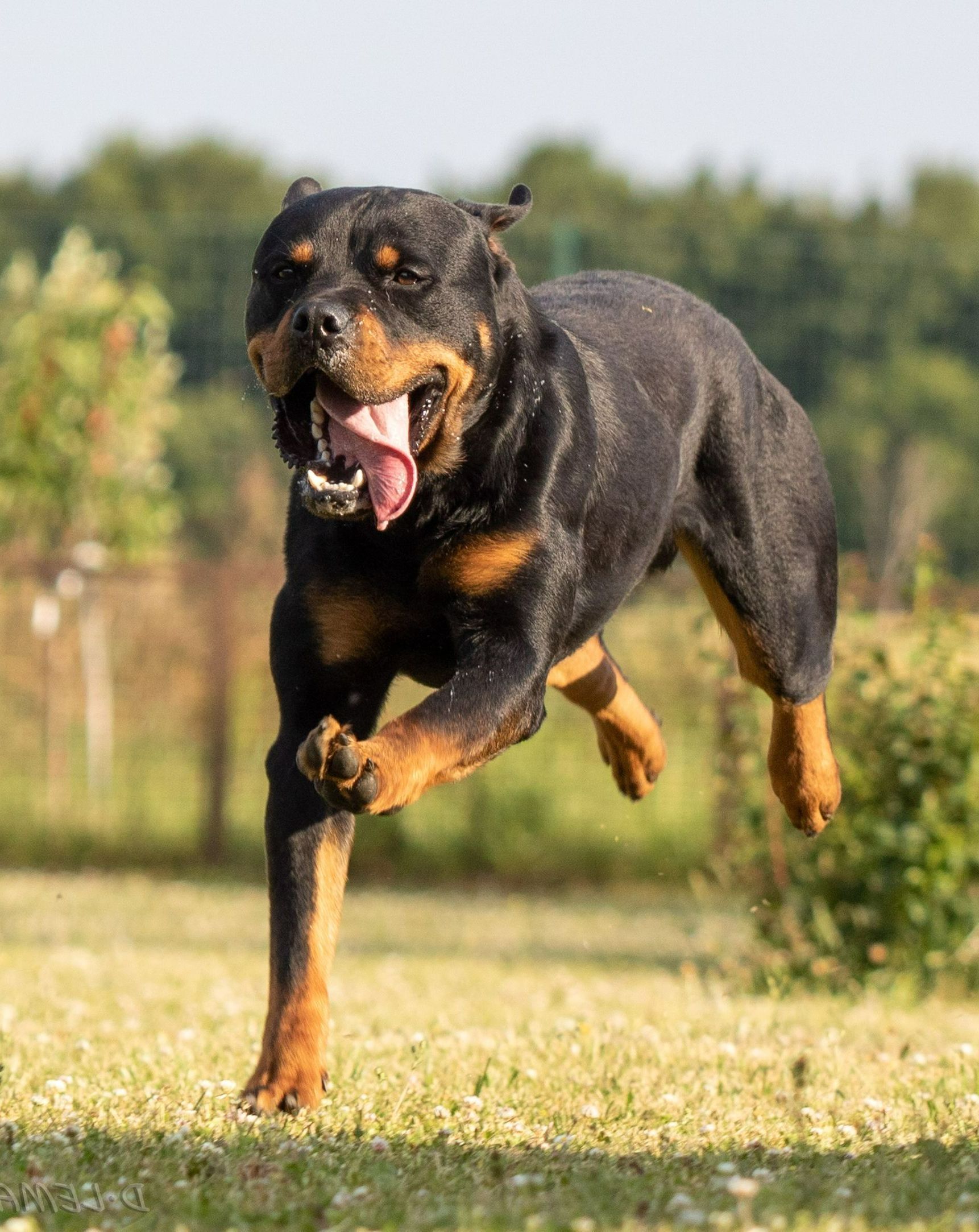 Un rottweiler qui court