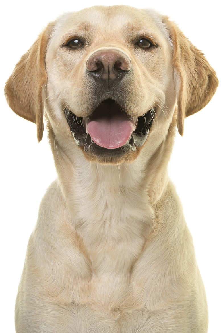 Un chien de type golden retriever