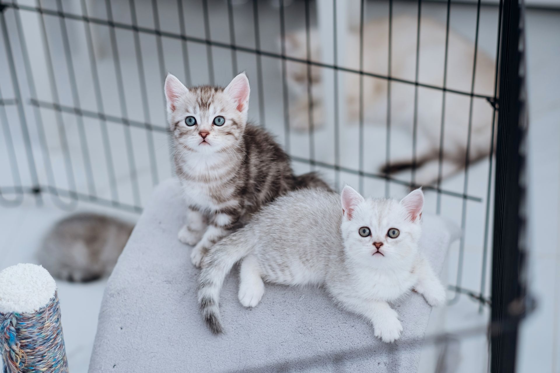 Deux chatons, l'un rayé de gris, l'autre blanc, sont assis sur une surface grise près d'une cage noire, tous deux regardant vers l'avant.
