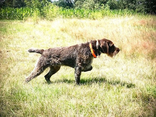 Un chien noir avec un collier rouge