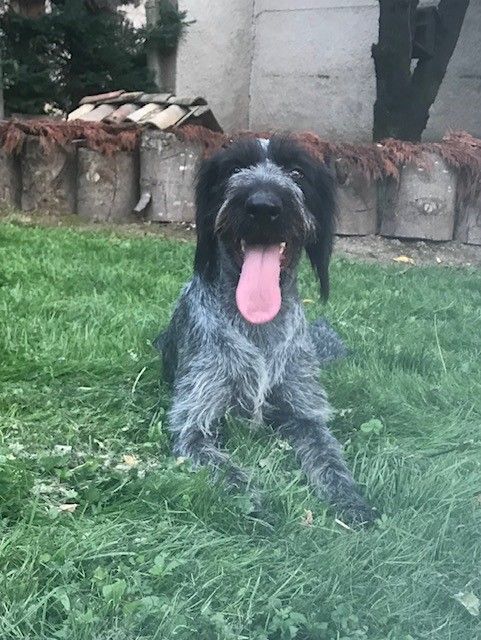 Un chien noir avec la langue qui pend