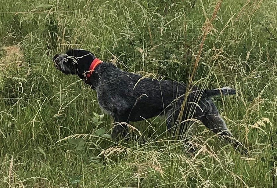Un chien noir dans de l'herbe