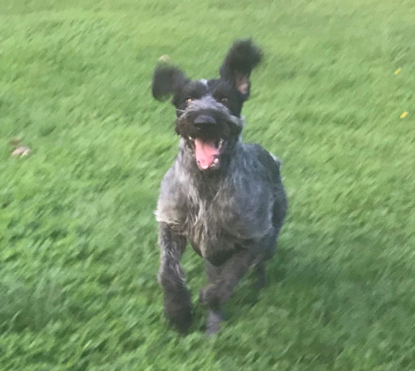 Un chien noir souriant en train de courir