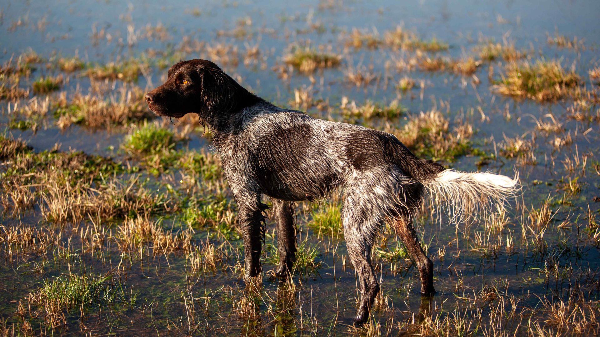Un chien épagneul de Münster avec les pattes dans l'eau