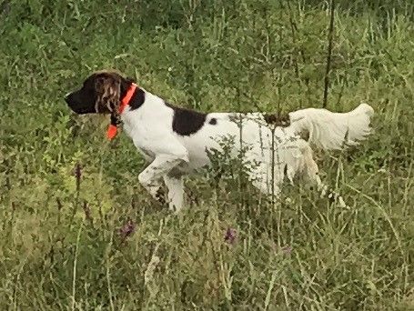 Un chien brun et blanc dans du gazon