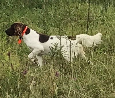 Un chien blanc et noir avec un collier rouge