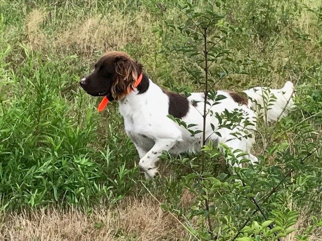 Un chien de chasse dans un champ