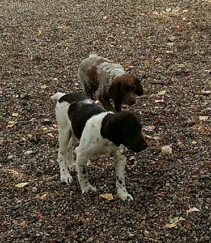 Deux chiens tachetés à l'extérieur sur du gravier, l'un à l'avant avec des marques noires et blanches, l'autre brun et blanc.