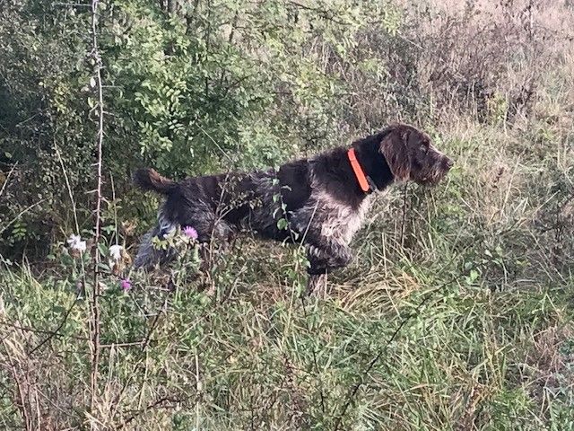 Un chien de type épagneul de Münster
