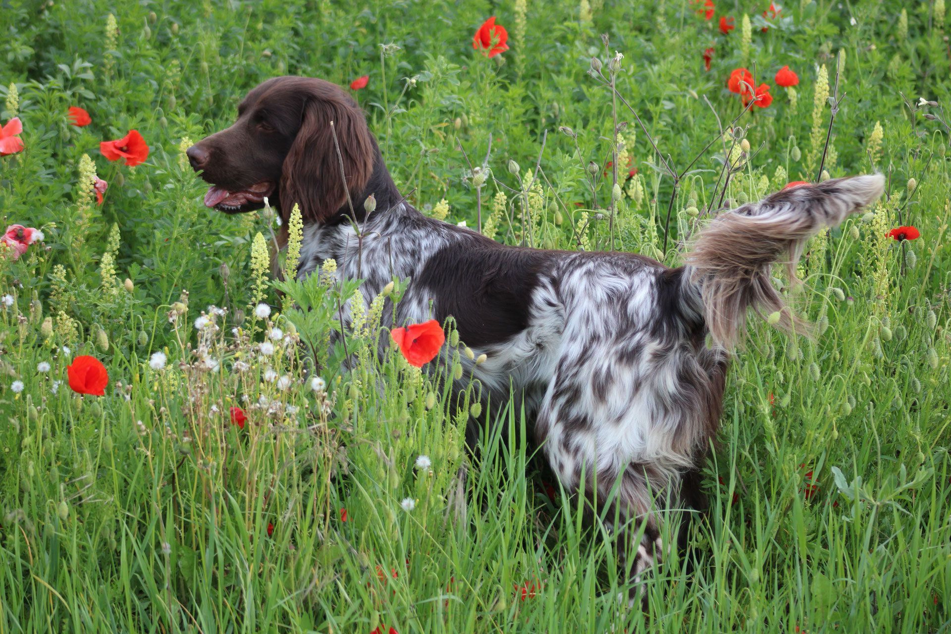 Un chien noir souriant en train de courir