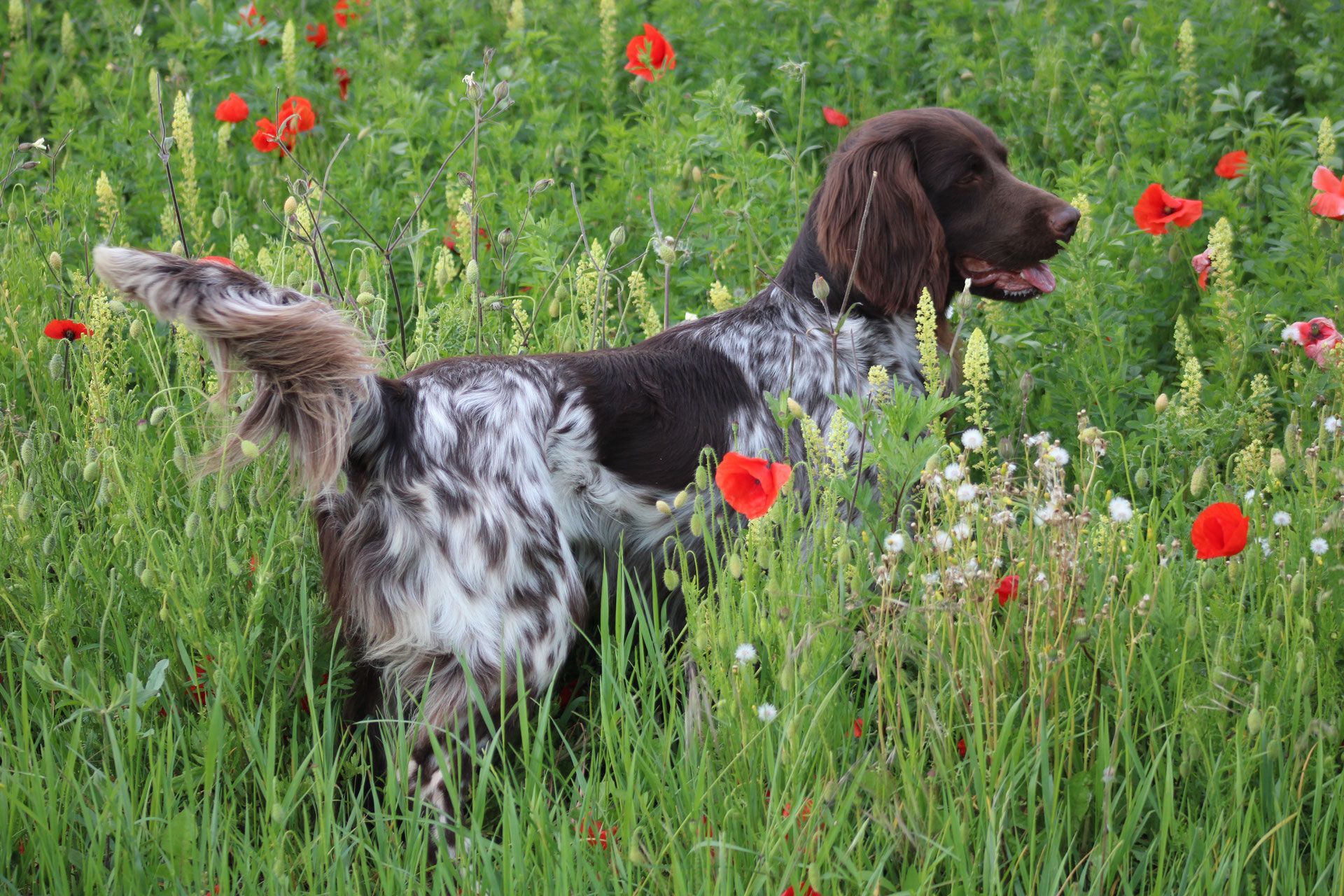 Un chien épagneul de Münster