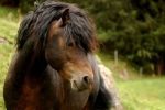 dartmoorpony