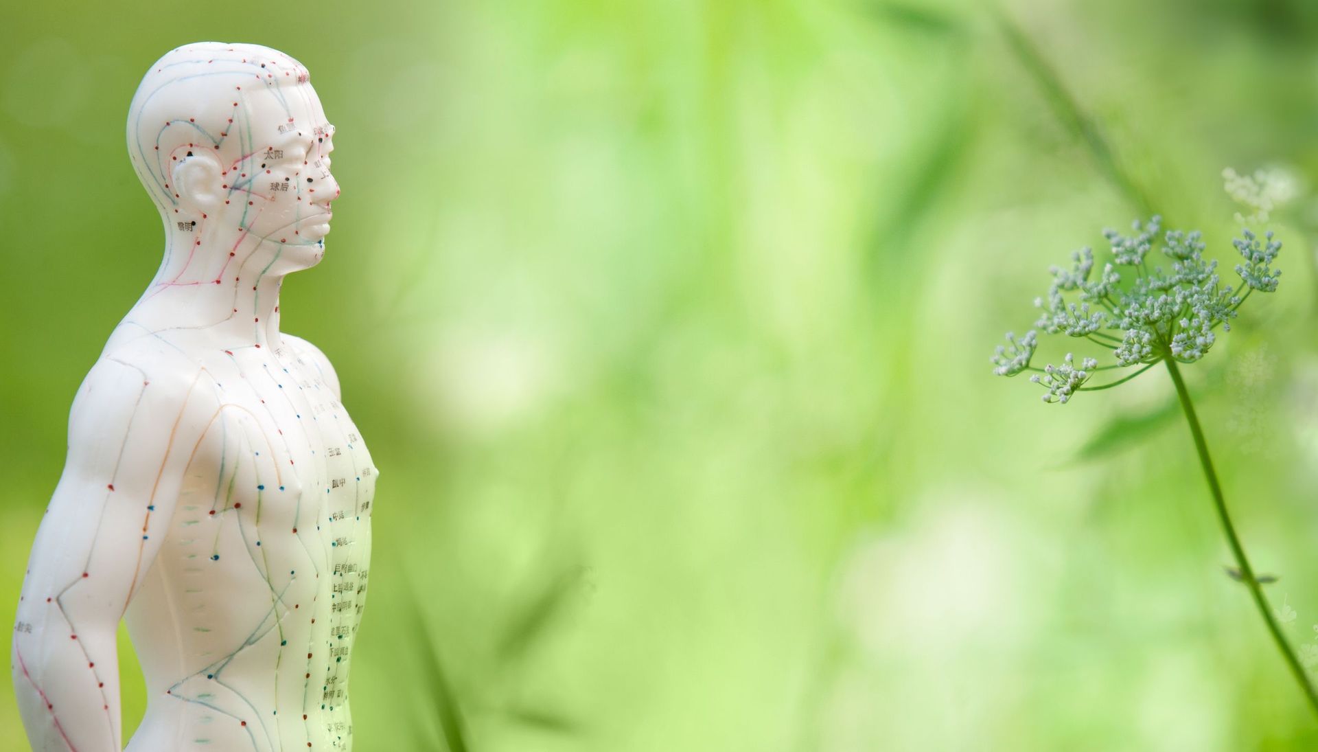 Eine Statue eines Mannes mit Akupunkturpunkten auf seinem Körper steht vor einer Blume.