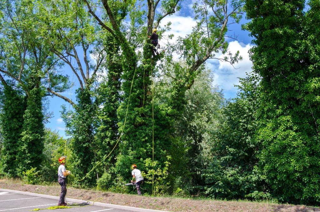 Deux ouvriers en gilets de sécurité au bord d'une route, près de grands arbres verts, sous un ciel bleu.