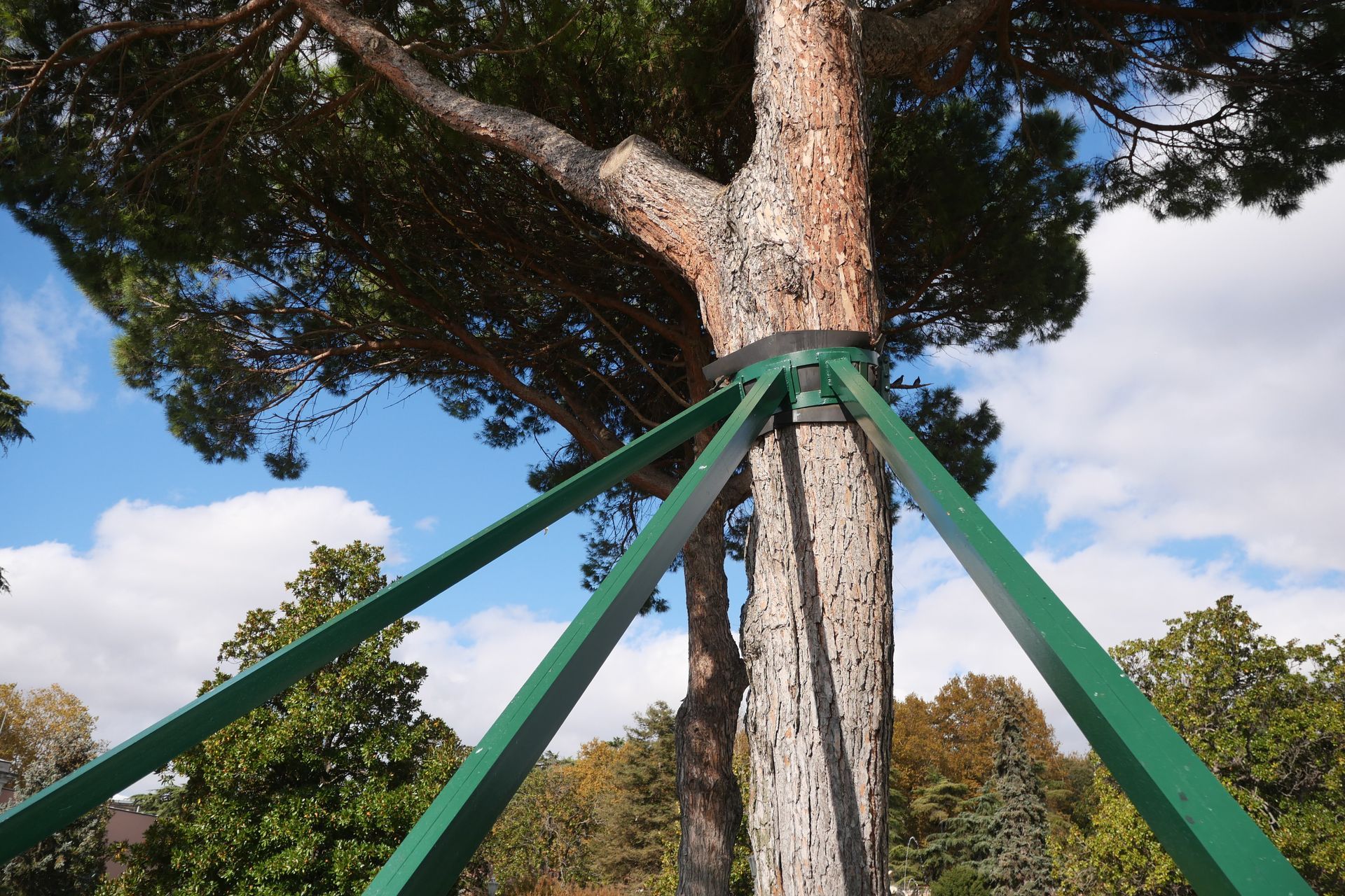 Des supports verts entourent un grand tronc d'arbre sous un ciel bleu.