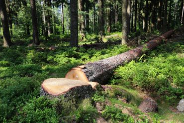 Tronc d'arbre abattu dans une forêt ensoleillée, recouverte de mousse et de sous-bois verdoyant.
