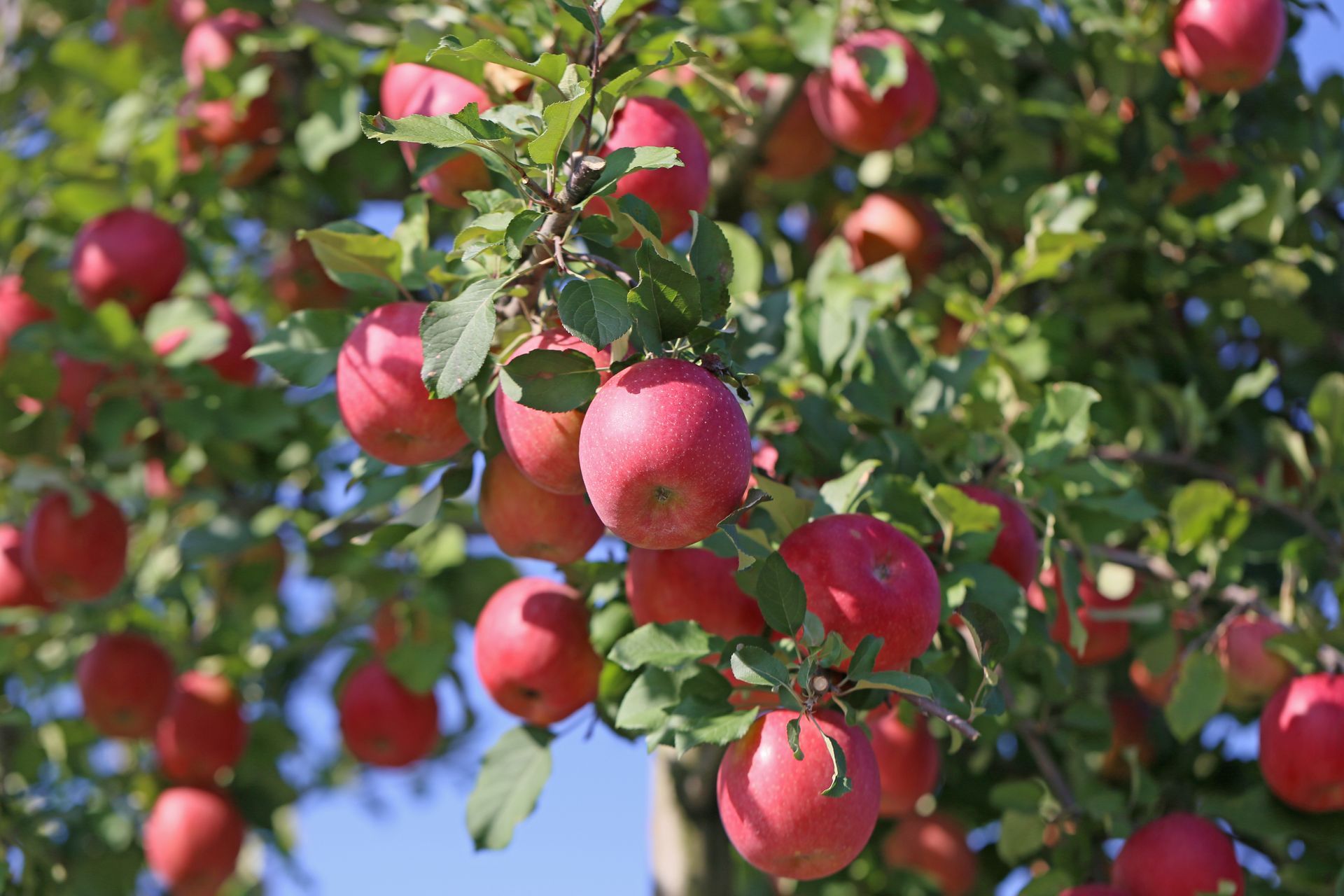 Des pommes rouges accrochées à une branche d'arbre dans un verger ensoleillé