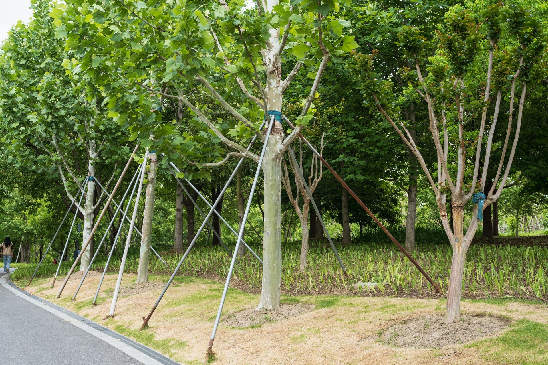 De jeunes arbres soutenus par des tuteurs le long d'une route dans un espace vert ressemblant à un parc.