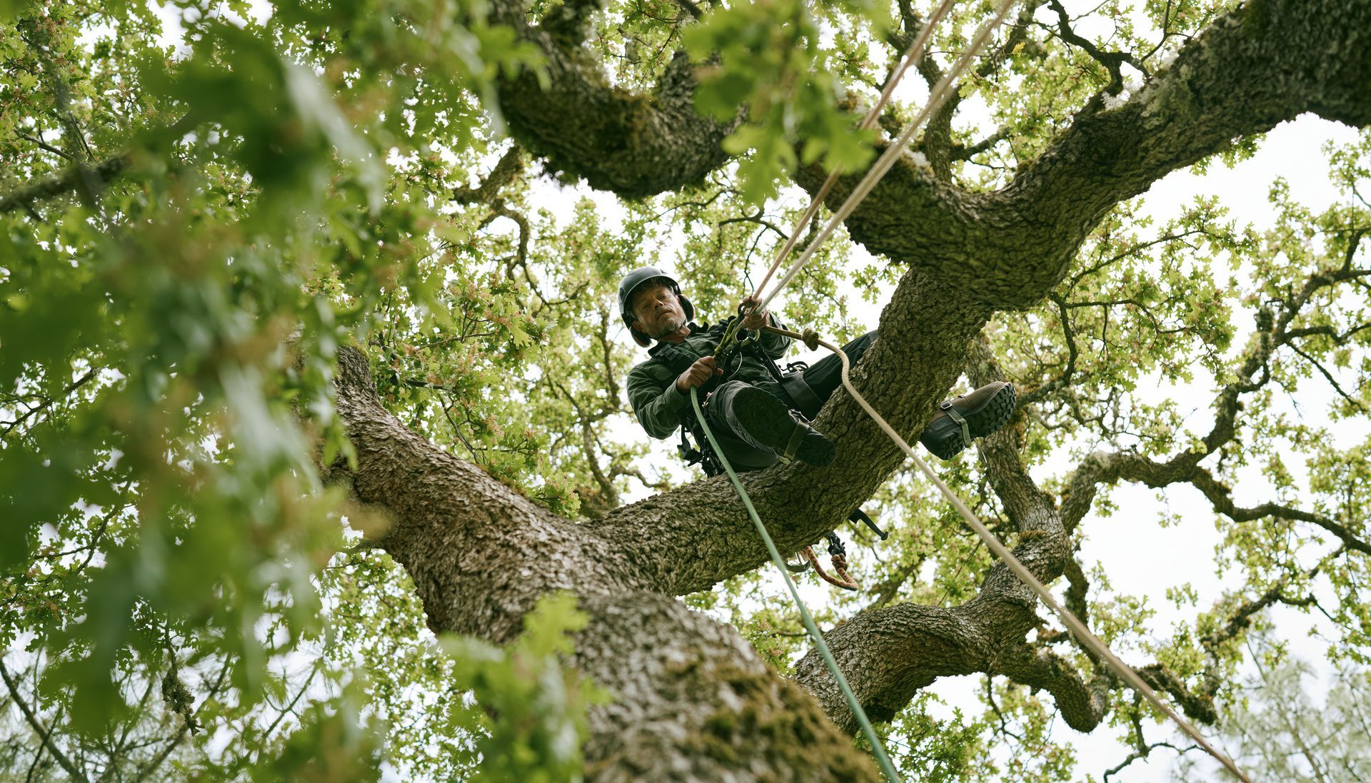 Une personne dans un arbre utilisant du matériel d'escalade au milieu de feuilles et de branches vertes