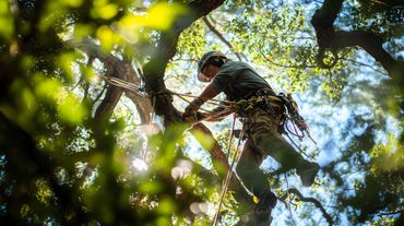Une personne grimpant à un arbre parmi les feuilles vertes, vue d'en bas sur un ciel bleu éclatant
