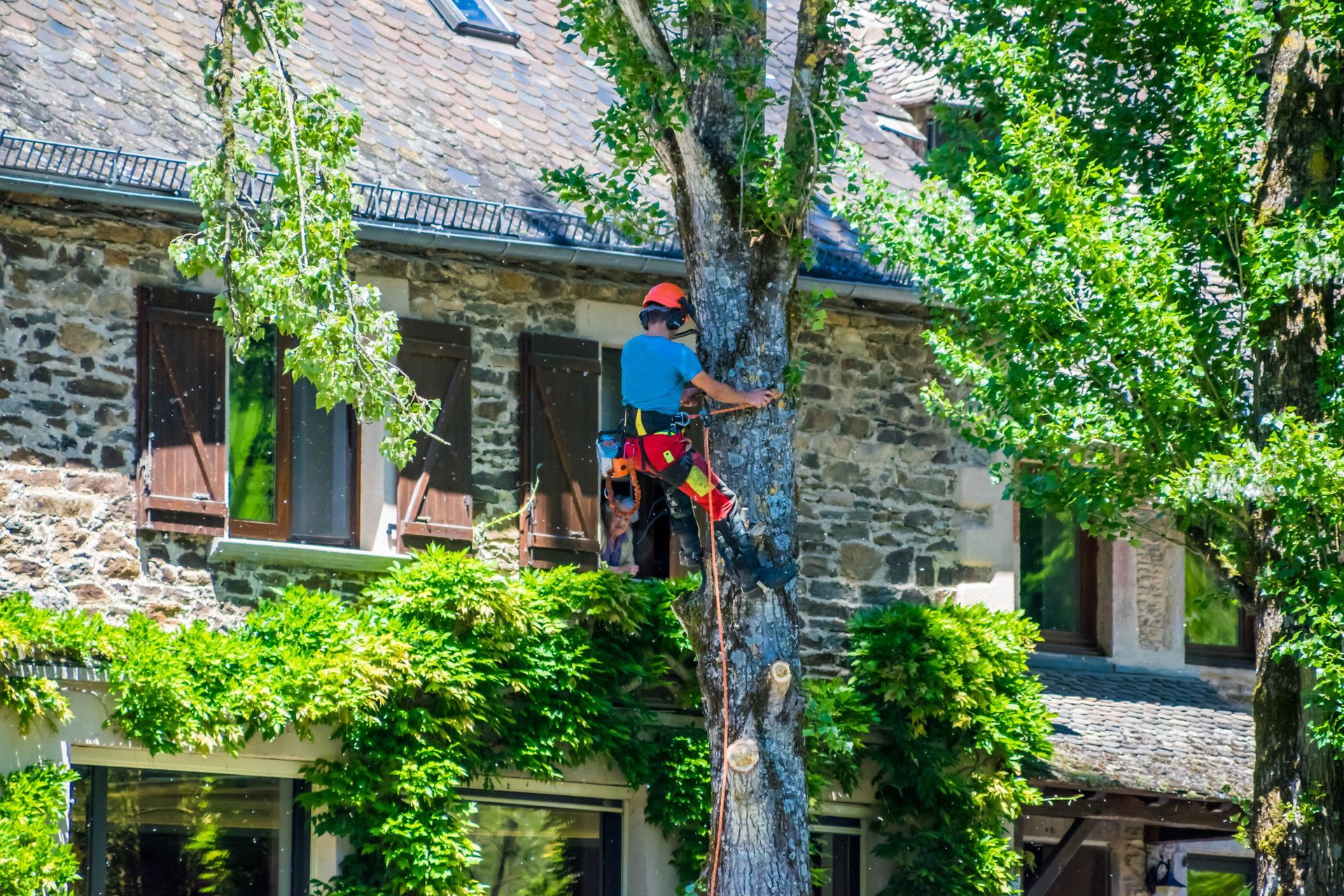 Un élagueur escalade la façade en pierre d'une maison, coupant des branches près du lierre vert et des fenêtres.
