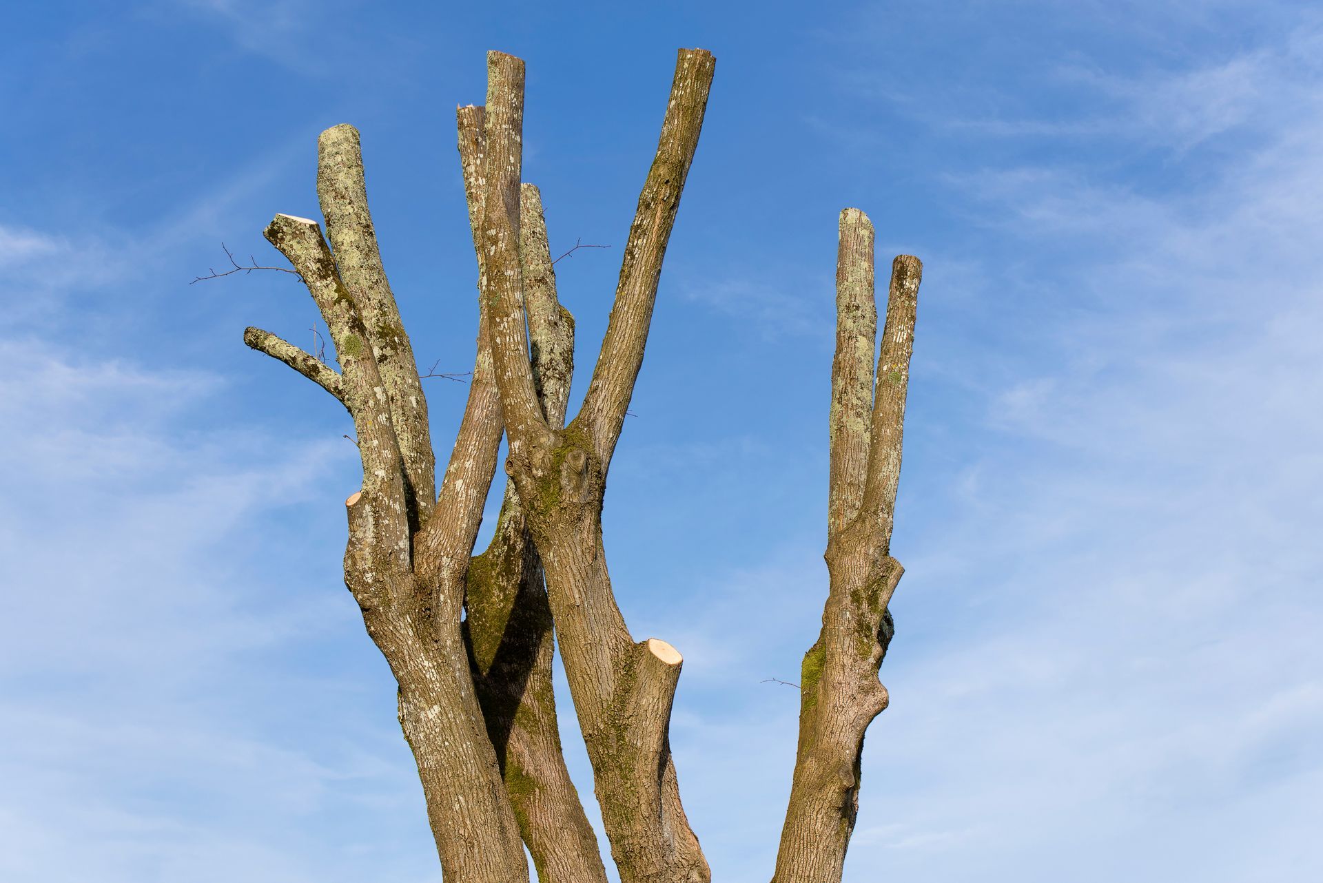 Branches d'arbres taillées se détachant sur un ciel bleu.