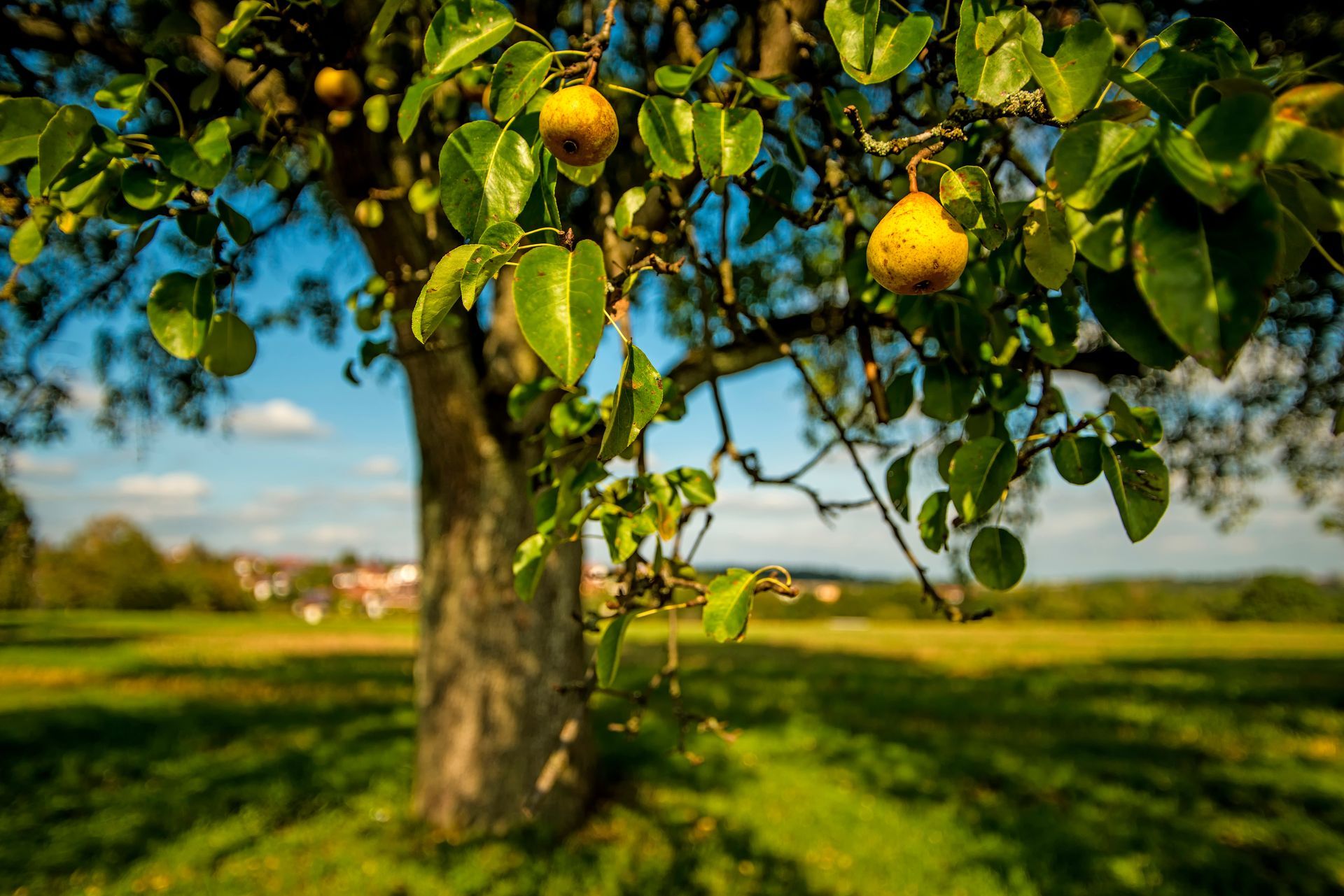 Poirier chargé de fruits mûrs dans un verger ensoleillé, avec de l'herbe verte et un ciel bleu en arrière-plan.