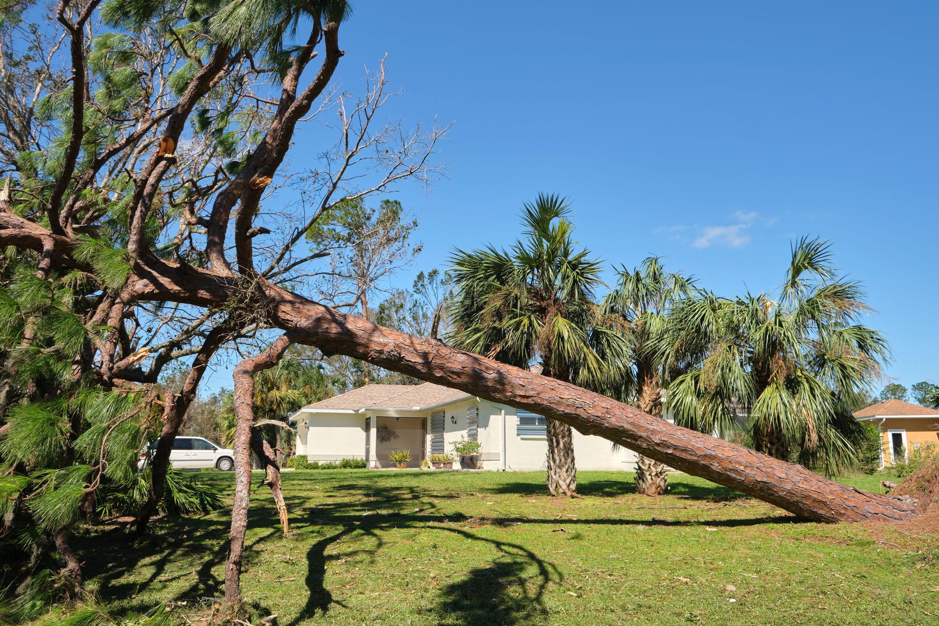 Un arbre tombé penché au-dessus d'une cour herbeuse, avec une maison et un ciel bleu en arrière-plan.