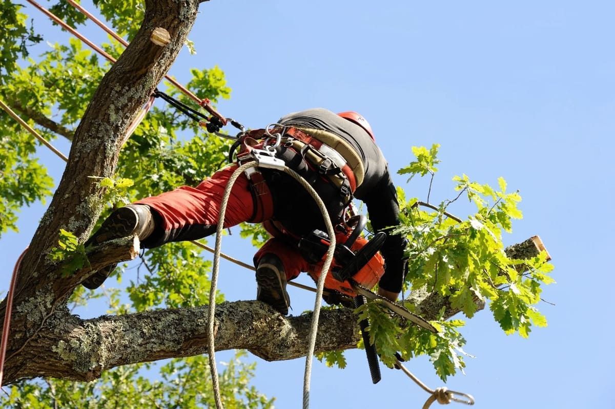 Arboriste en tenue rouge coupant des branches en haut d'un arbre sur fond de ciel bleu.