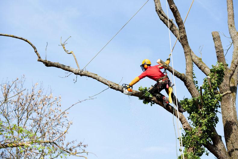 Un arboriste en tenue rouge et jaune taille une branche d'arbre sur fond de ciel bleu.