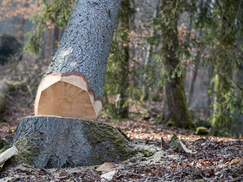 Tronc d'arbre fraîchement coupé dans une forêt, avec de la sciure de bois éparpillée autour de la souche.