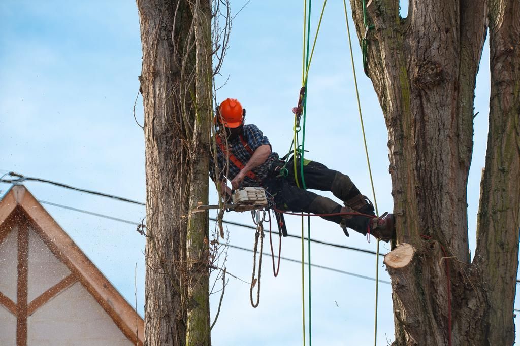 Un élagueur, casqué d'un casque orange et suspendu par des cordes entre deux troncs, est en train d'élaguer un arbre.