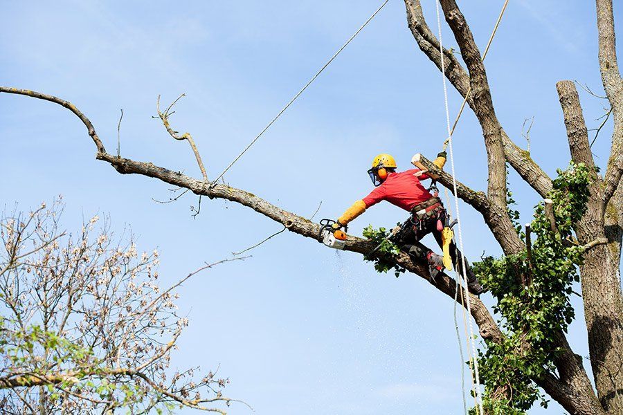 Un arboriste en tenue rouge coupe une branche d'arbre haut sur fond de ciel bleu.