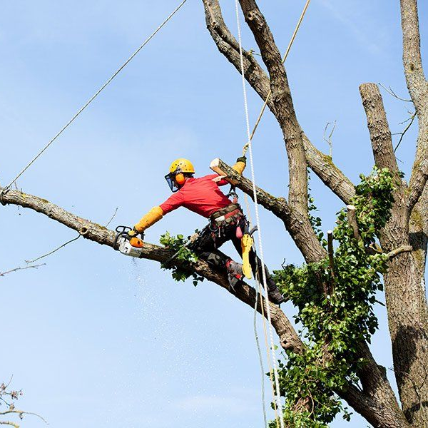 Un élagueur en chemise rouge et casque jaune coupe une grosse branche à la tronçonneuse en haut d'un arbre.