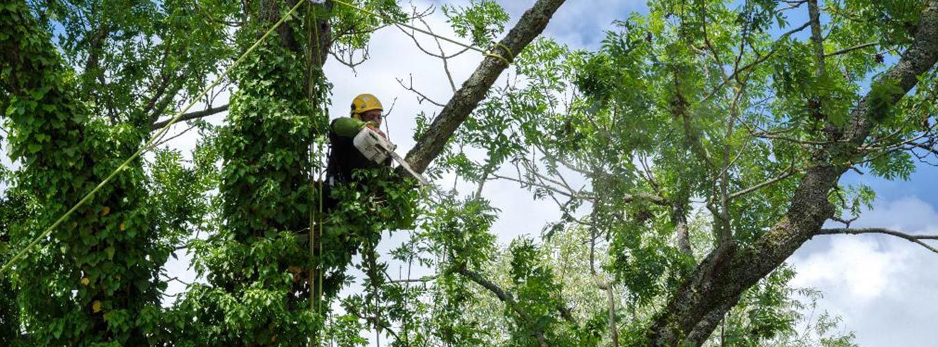 Un ouvrier portant un casque jaune taille les branches d'un arbre feuillu en hauteur, sous un ciel bleu.