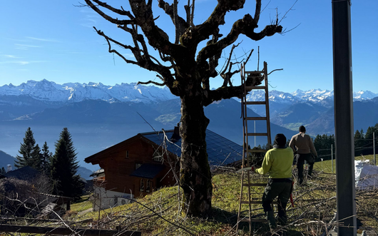 Gärtner mit Pflanzen