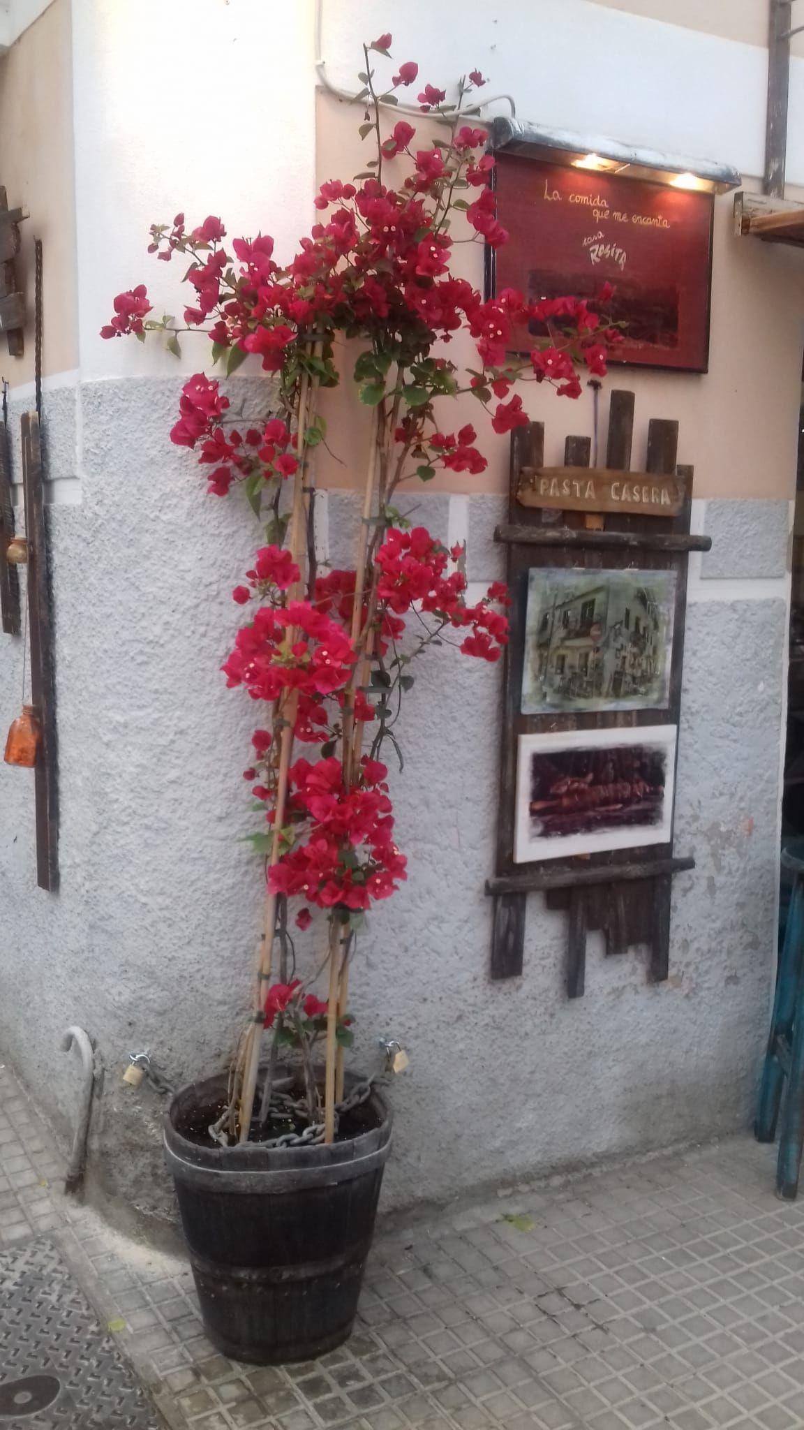 Una planta en maceta con flores rojas está delante de un edificio.