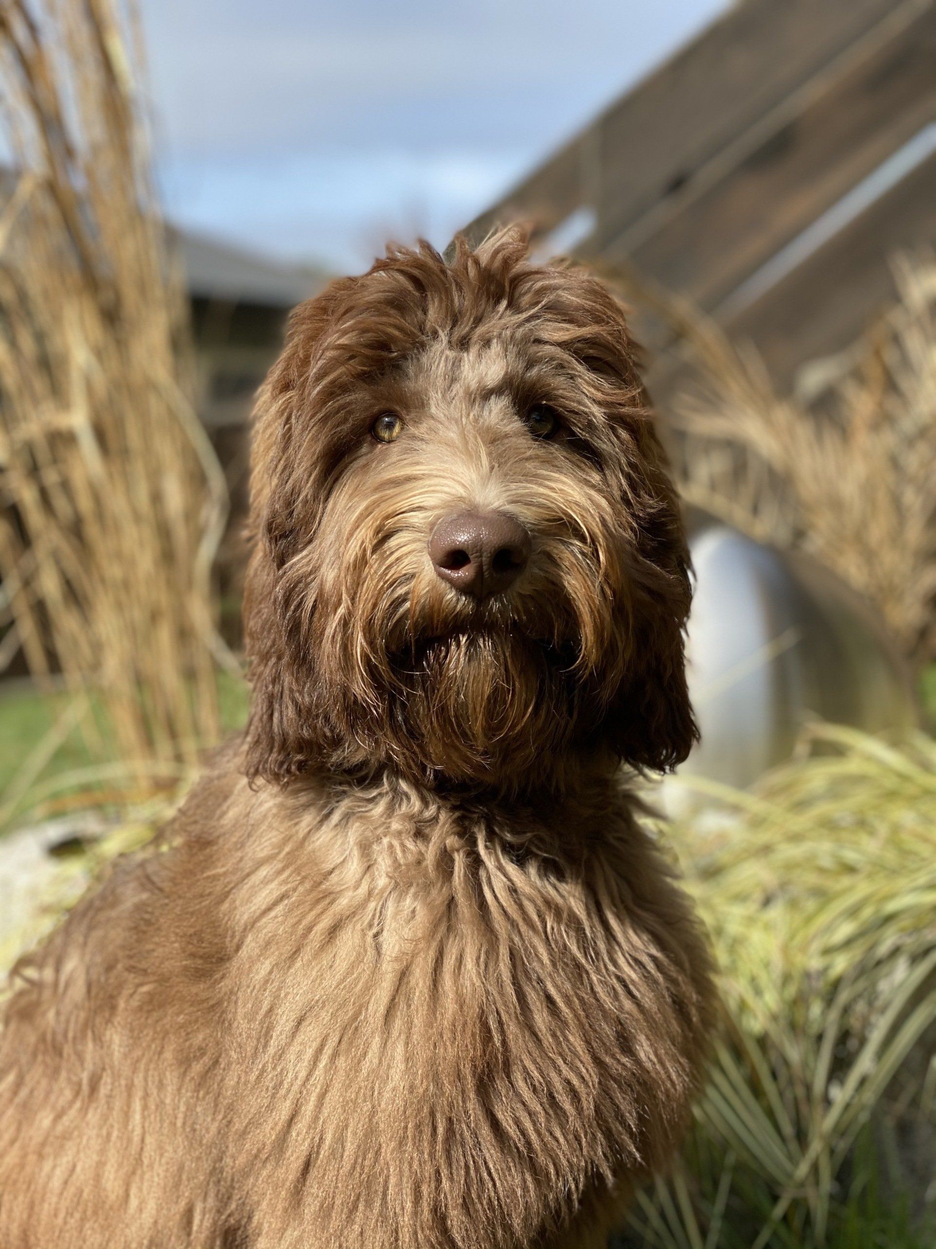 Welpe mit dunkelbraunem Fell