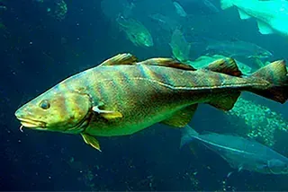 Un pez grande está nadando en el océano con otros peces.