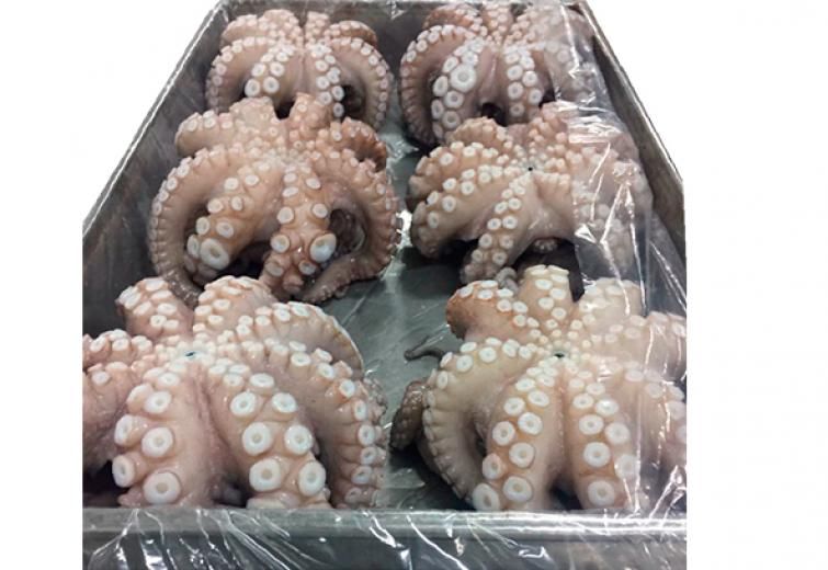 Una bandeja de pulpo envuelta en plástico y lista para cocinar.