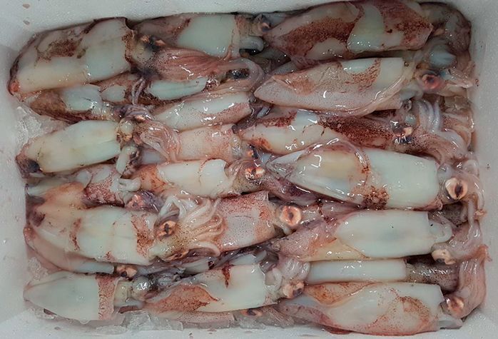 Una caja de cartón llena de calamares congelados sobre un fondo blanco.