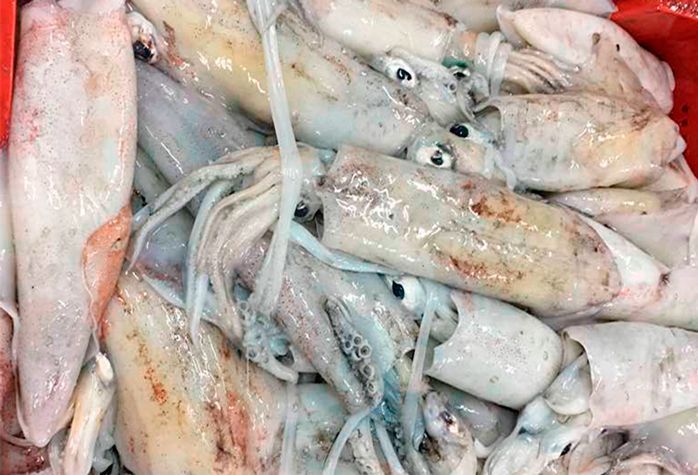 Un grupo de calamares están sentados uno encima del otro sobre una mesa.