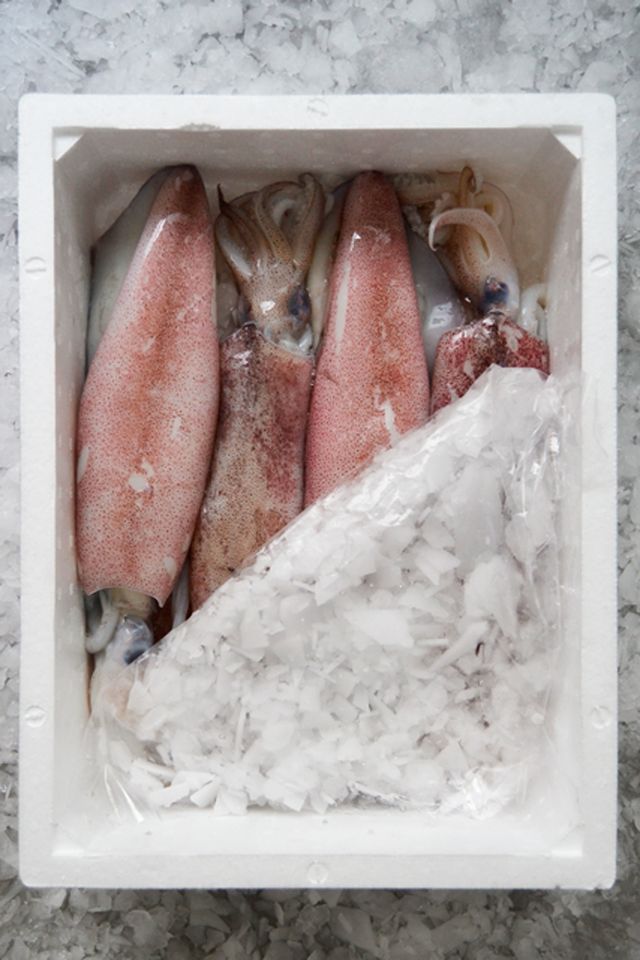 Una caja llena de calamares y hielo sobre una mesa.