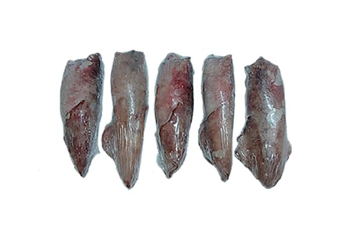 Cinco piezas de calamar están alineadas en fila sobre un fondo blanco.