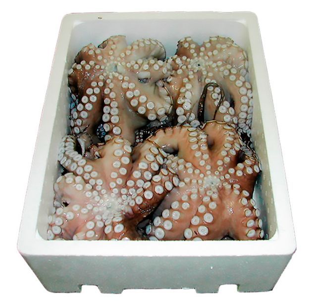 Una caja blanca llena de pulpos sobre un fondo blanco.