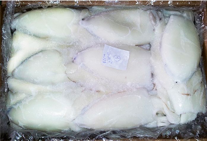 Una bandeja de sepia congelada en hielo sobre un fondo blanco.