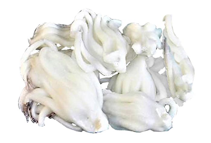 Un montón de calamares sobre un fondo blanco.